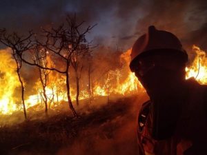 Incêndio na Floresta de Brasília em 2021- Foto: Bombeiros/ Divulgação