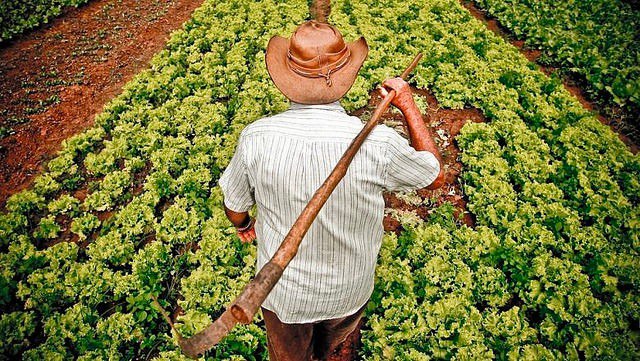 plantação de alface de pequenos produtores foto: reprodução/Agência Brasil